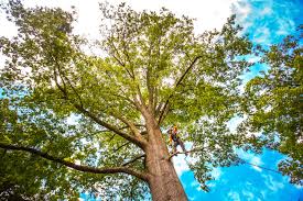 Why Choose Our Tree Removal Services in Frisco City, AL?