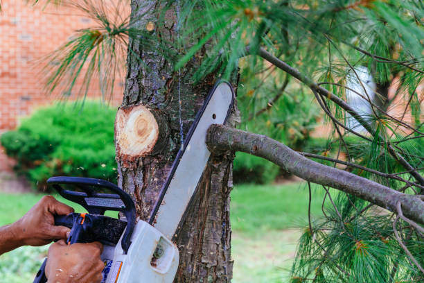 Reliable Frisco City, AL Tree Services Solutions